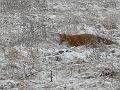 Christmas Fox 2007 002